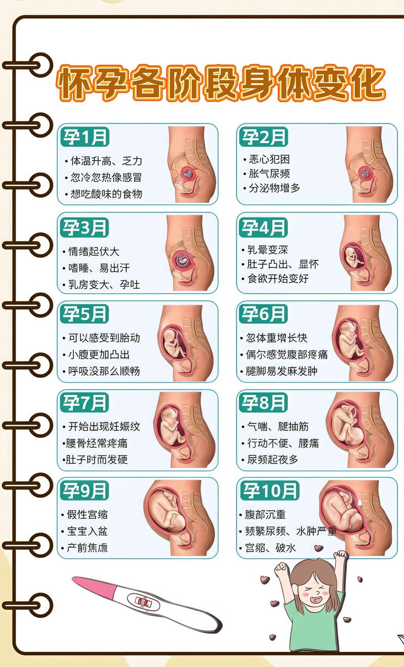 揭秘供卵代孕妈妈怀孕小腹分两节，孕期变化的奥秘长宁代生机构: